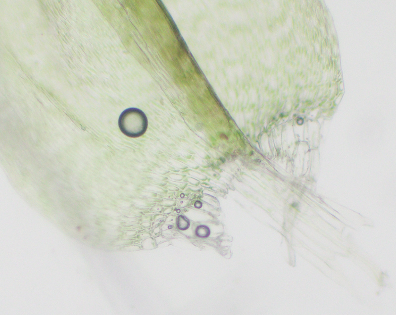 Hypnum fauriei